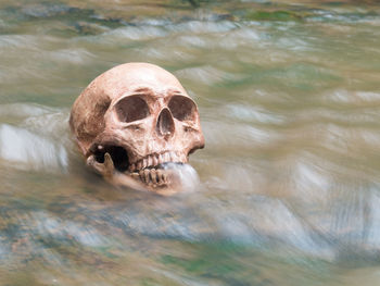 Close-up of human skull in water