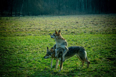 View of a dog on land