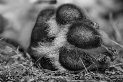 Close-up of monkey resting on field