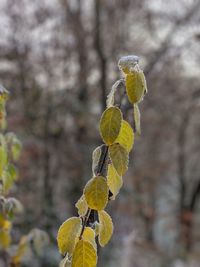 Close-up of yellow flower growing on tree