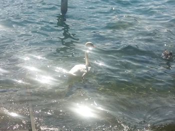 High angle view of swan swimming in lake