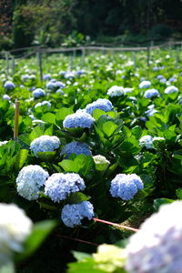 Close-up of snow on plants