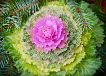 Close-up of pink flower