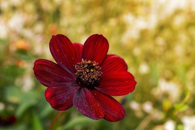 Close-up of red flower