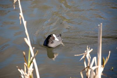 High angle view of duck swimming in lake