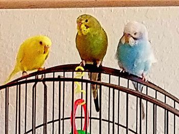 View of parrot in cage