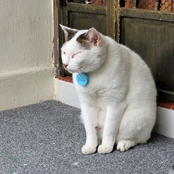 Cat sitting on wall