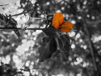 Close-up of autumn leaf on tree