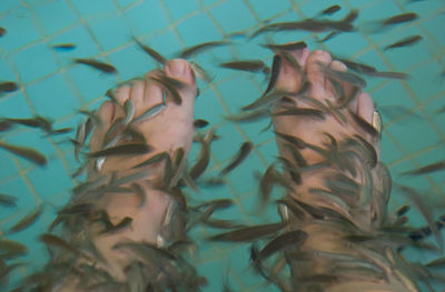 Close-up of fish swimming in pool