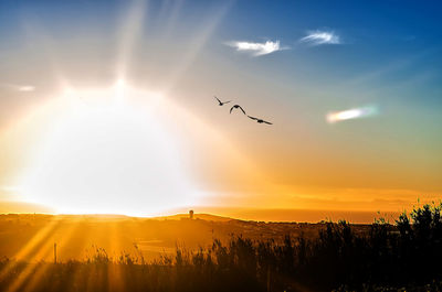 Silhouette birds flying in sky during sunset