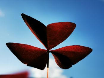 Close-up of red plant against blue background