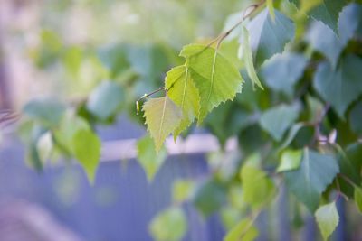 Close-up of plant leaf