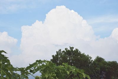 Low angle view of trees against sky