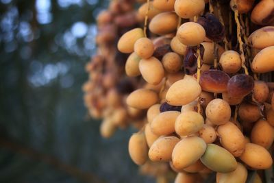 Close-up of fruits on tree