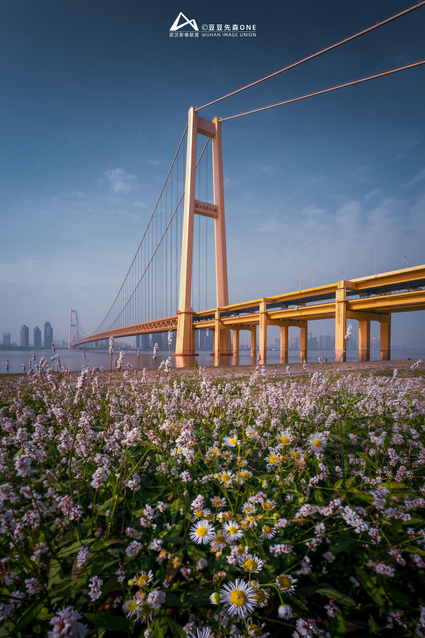 flower, architecture, built structure, sky, flowering plant, nature, bridge, plant, transportation, travel destinations, city, beauty in nature, cloud, travel, suspension bridge, building exterior, landscape, no people, tourism, water, environment, outdoors, cityscape, blue, land, scenics - nature, building, horizon, day, road, growth, cable, street