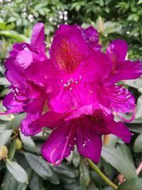 Close-up of pink flowers