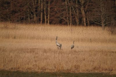 View of birds in the forest