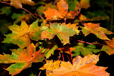 Close-up of maple leaves on tree during autumn