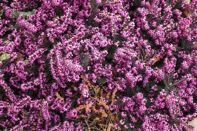 Full frame shot of purple flowering plants