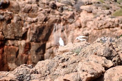 View of bird on rock formation