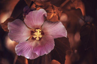 Close-up of purple flowering plant