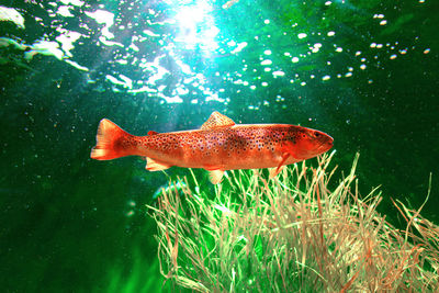 Close-up of fish swimming in sea