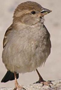 Close-up of bird perching outdoors