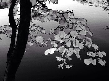 Bare trees reflecting in lake