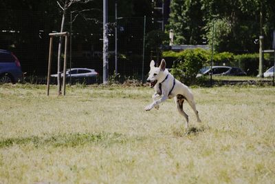 Dog running 