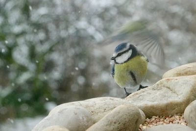 Close-up of bird perching outdoors