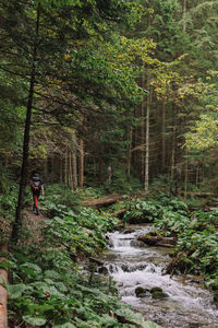 Man in stream amidst trees in forest