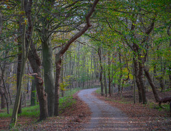 Autumn forest walk