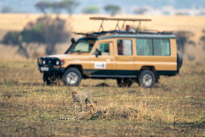 Close-up of cheetah on field