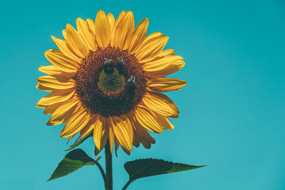 Close-up of sunflower against blue sky