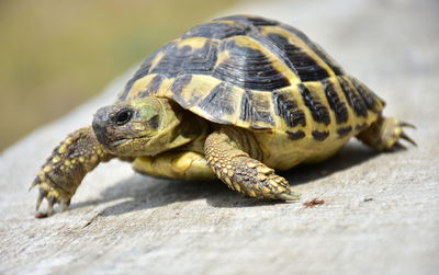 Close up of a forest turtle on a rocky path