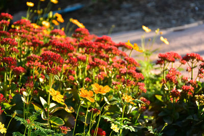 Close-up of red flowering plants