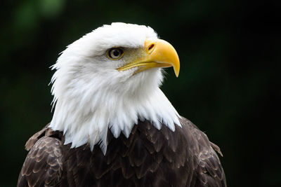 Close-up of eagle against blurred background