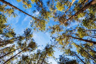 Low angle view of trees against sky