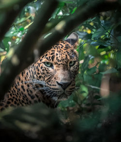 Close-up of a leopard