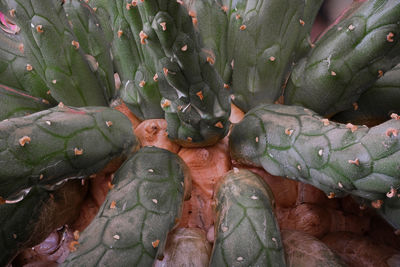 Enlargement of branched succulent plant with water drops