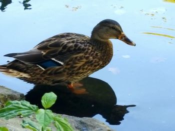 Close-up of mallard duck