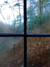 Reflection of trees on glass window