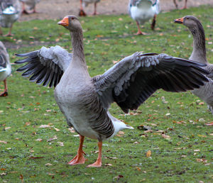 Ducks on a field