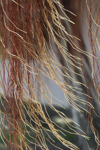 Full frame shot of plants