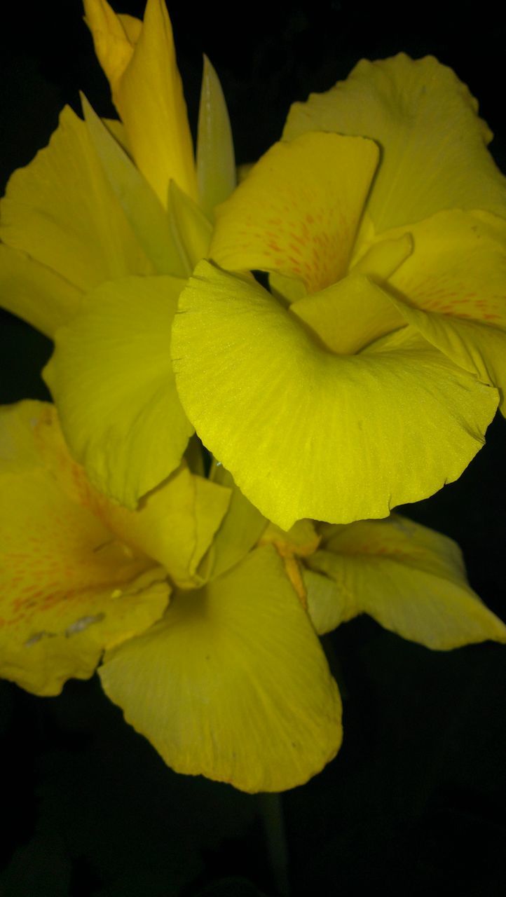 flower, petal, freshness, flower head, yellow, fragility, beauty in nature, close-up, growth, black background, nature, blooming, single flower, plant, in bloom, pollen, studio shot, stamen, blossom, night