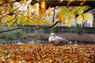 Bird perching on a tree