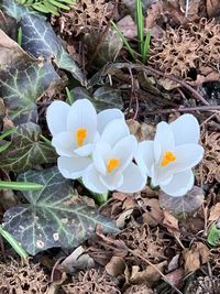 High angle view of white crocus flowers on field