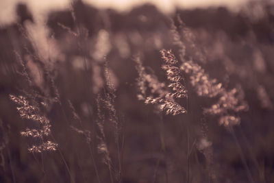 Close-up of stalks in field against the sky