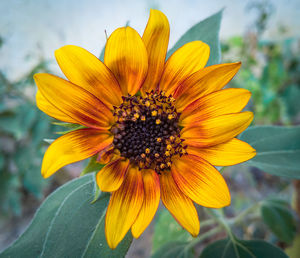 Close-up of sunflower