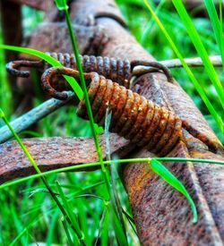 Close-up of insect on plant